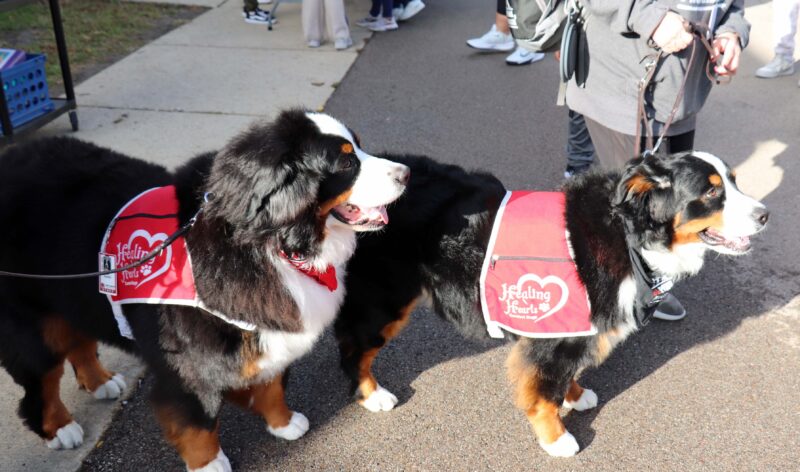 Gus and Rosie lead the parade into the building.